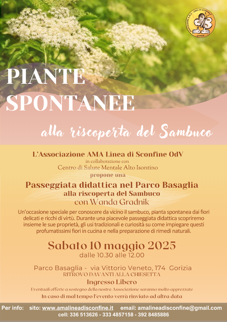 ERBE-PIANTE-SPONTANEE-2025-05-10