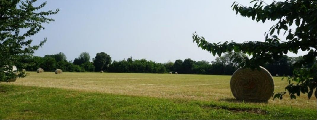 campo